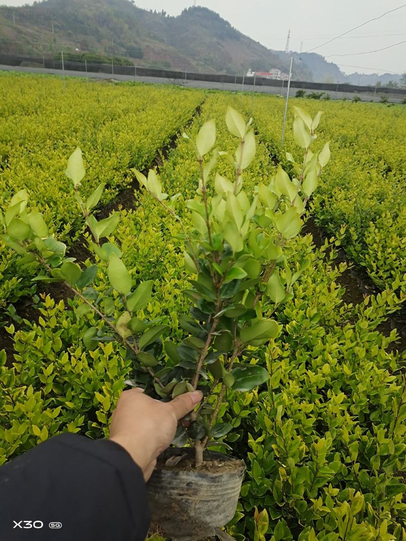 湖南怀化金森女贞苗16杯，基地直发，全国供货，可视频看货
