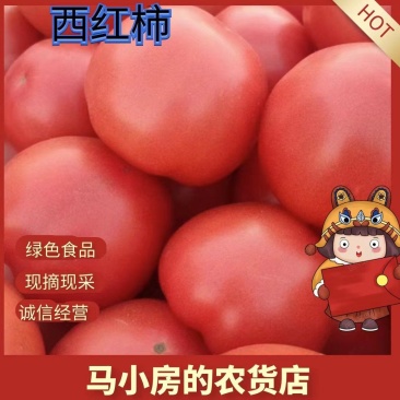 西红柿硬粉西红柿大量有货新鲜现摘口感好市场