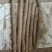 河北深州棒药，棒山药无工害绿色食品，大量有货。