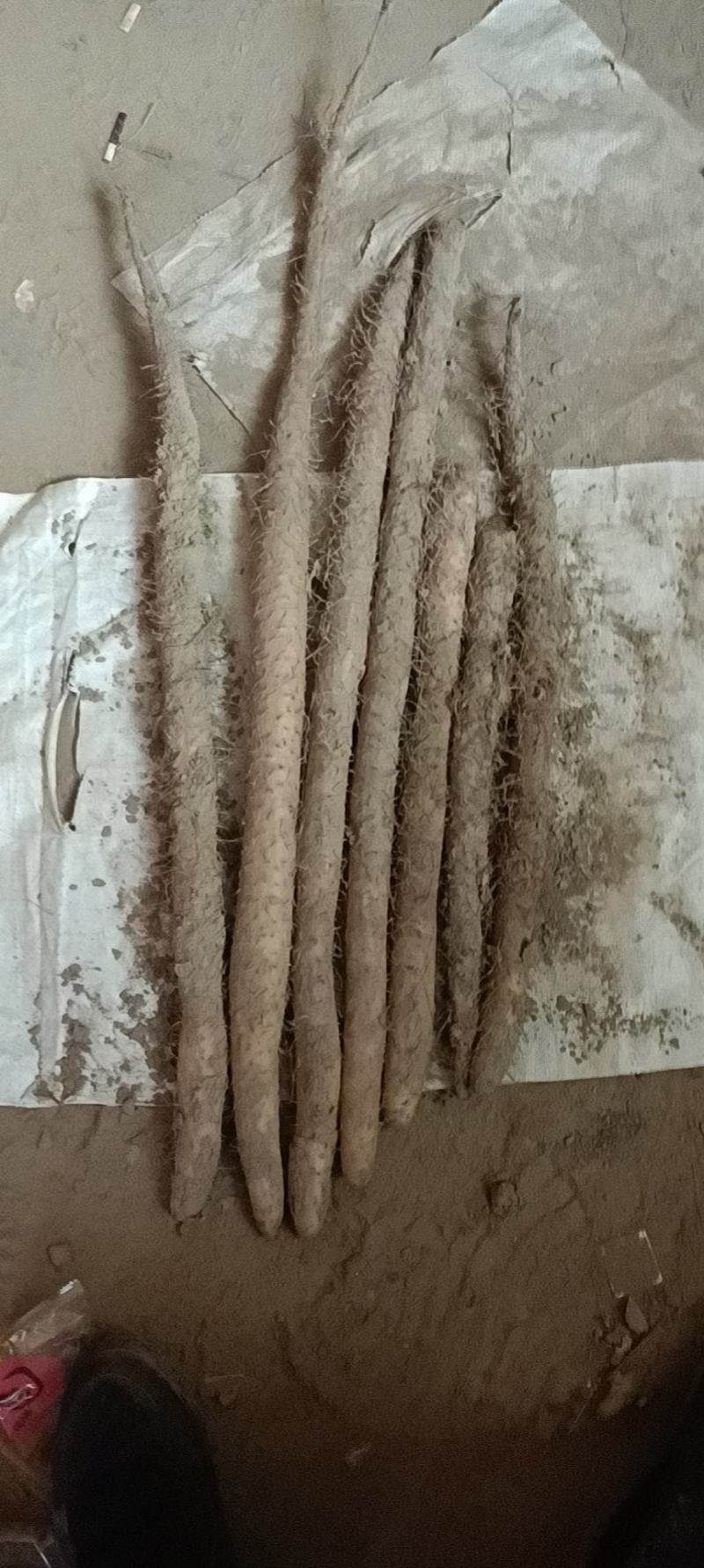 河北深州棒药，棒山药无工害绿色食品，大量有货。
