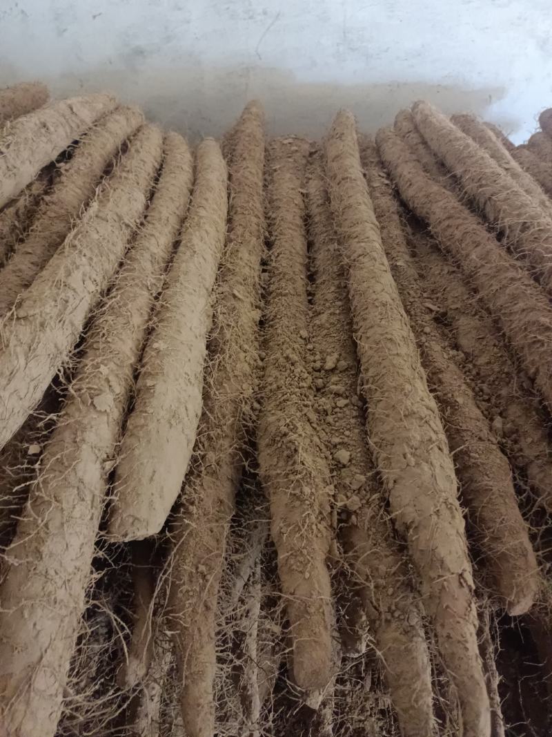 河北深州棒药，棒山药无工害绿色食品，大量有货。
