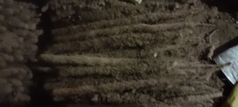 河北深州棒药，棒山药无工害绿色食品，大量有货。