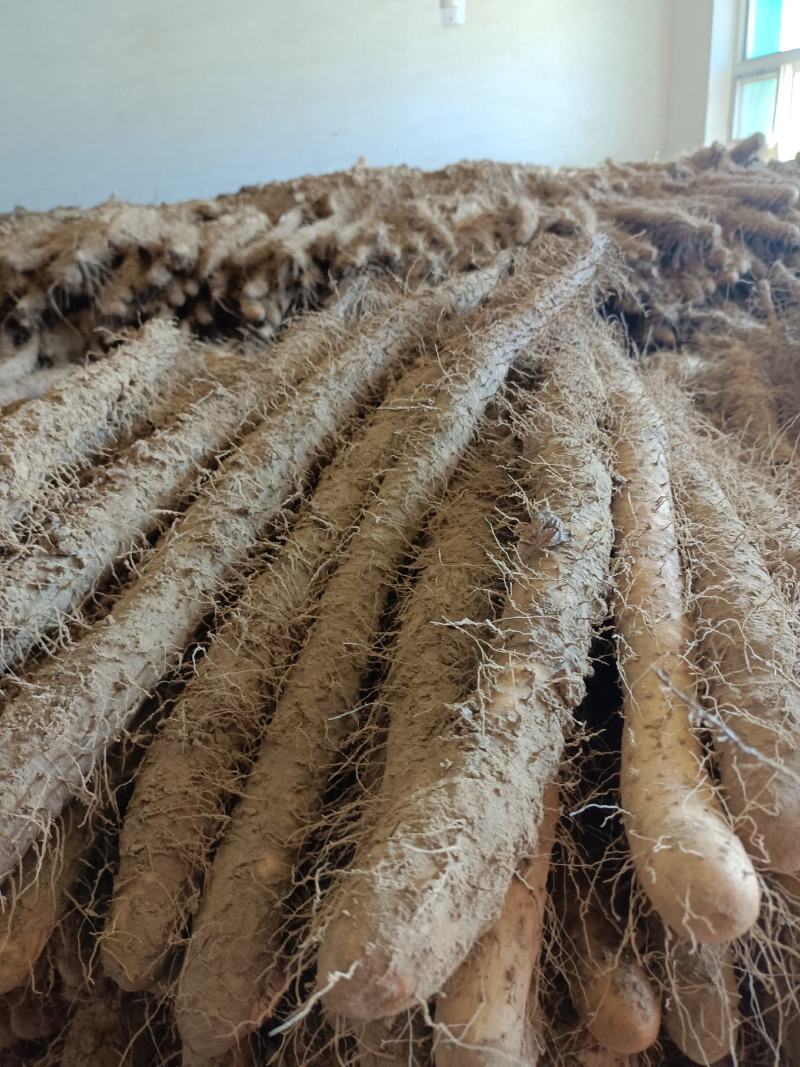 河北深州棒药，棒山药无工害绿色食品，大量有货。