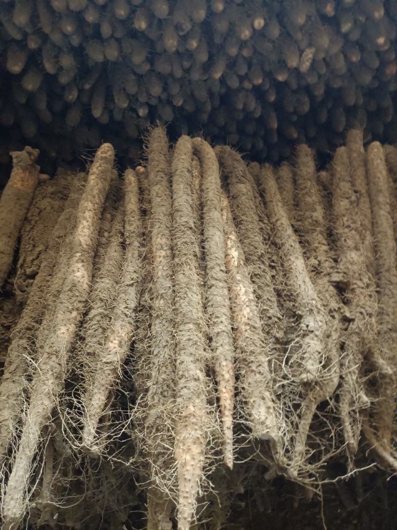 河北深州棒药，棒山药无工害绿色食品，大量有货。