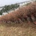 【热销】阳光玫瑰葡萄苗，根系旺盛，价格实惠，品种保证