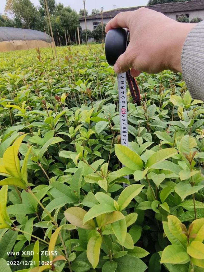 四季桂花，月桂，桂花