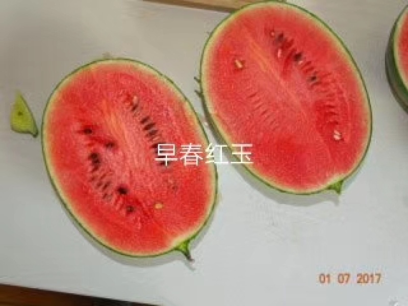 卡其大果早春红玉西瓜种子礼品西瓜种子花皮椭圆形小西瓜种籽