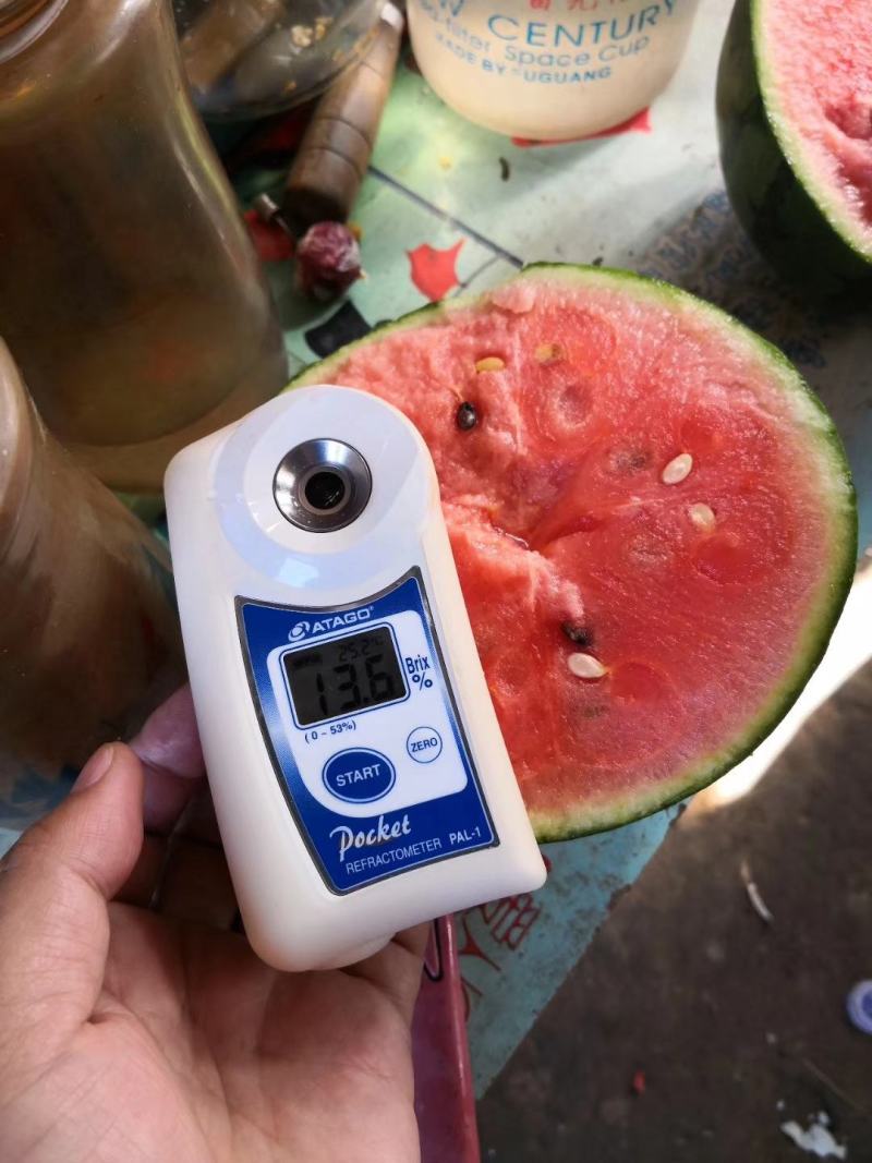 卡其大果早春红玉西瓜种子礼品西瓜种子花皮椭圆形小西瓜种籽