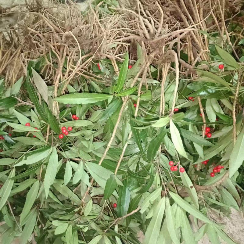 八爪金龙百两金