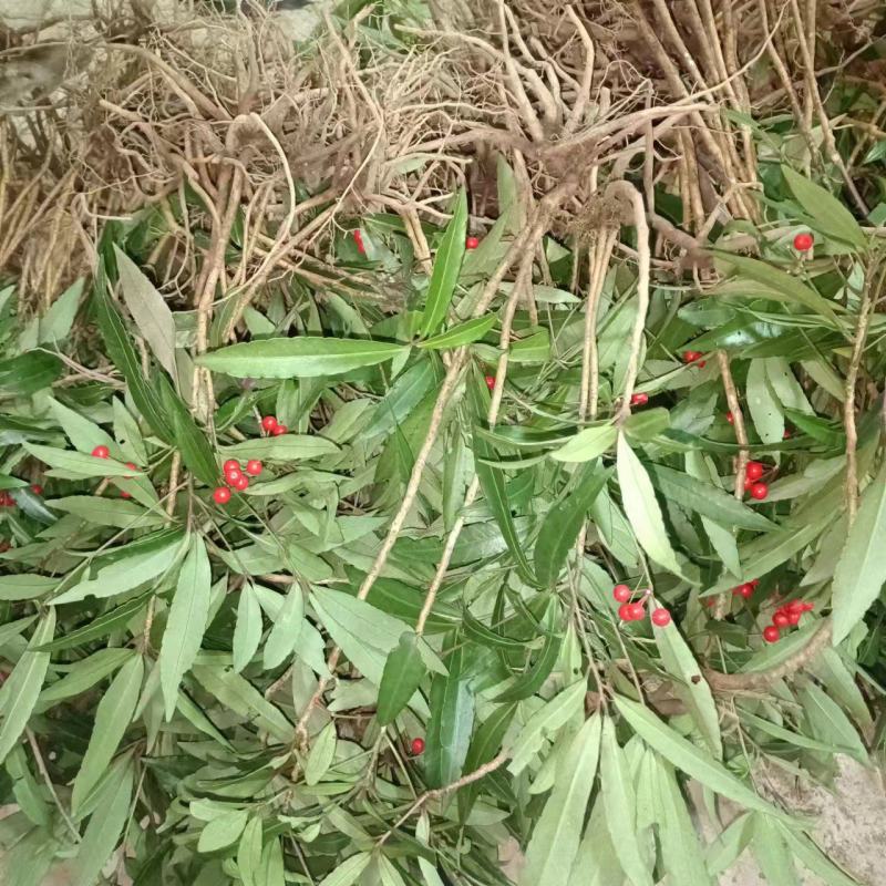 八爪金龙百两金