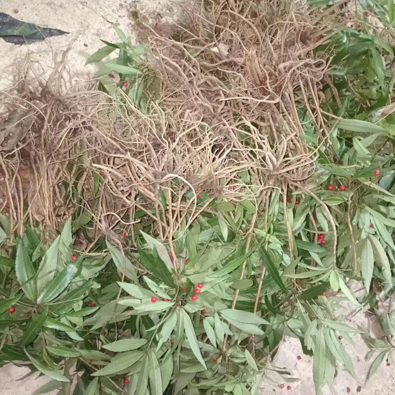 八爪金龙百两金