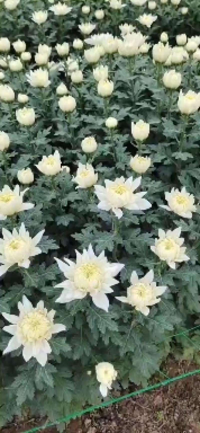 基地直售白菊花黄菊花鲜切菊常年有货基地直售