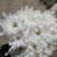 基地直售白菊花黄菊花鲜切菊常年有货基地直售