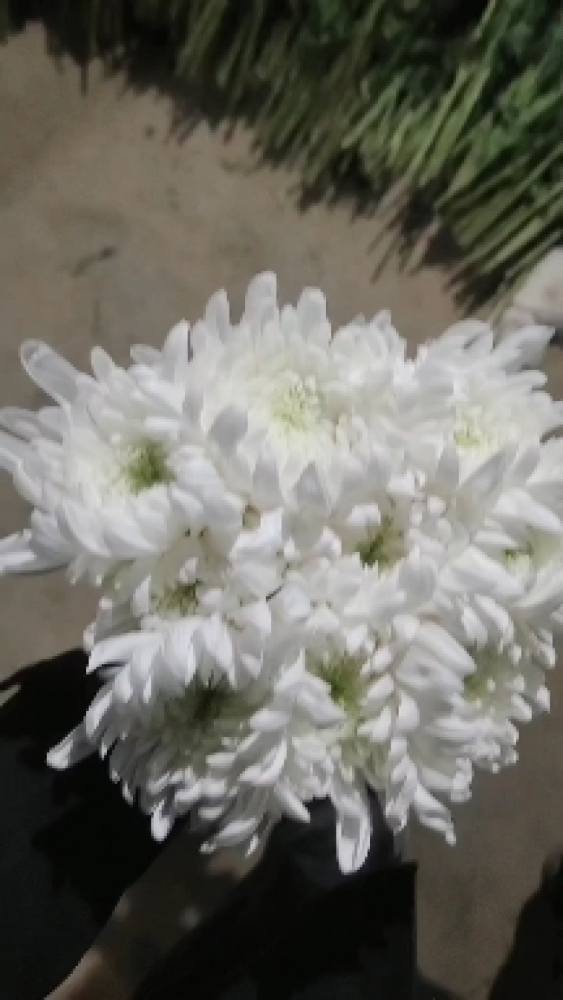 基地直售白菊花黄菊花鲜切菊常年有货基地直售