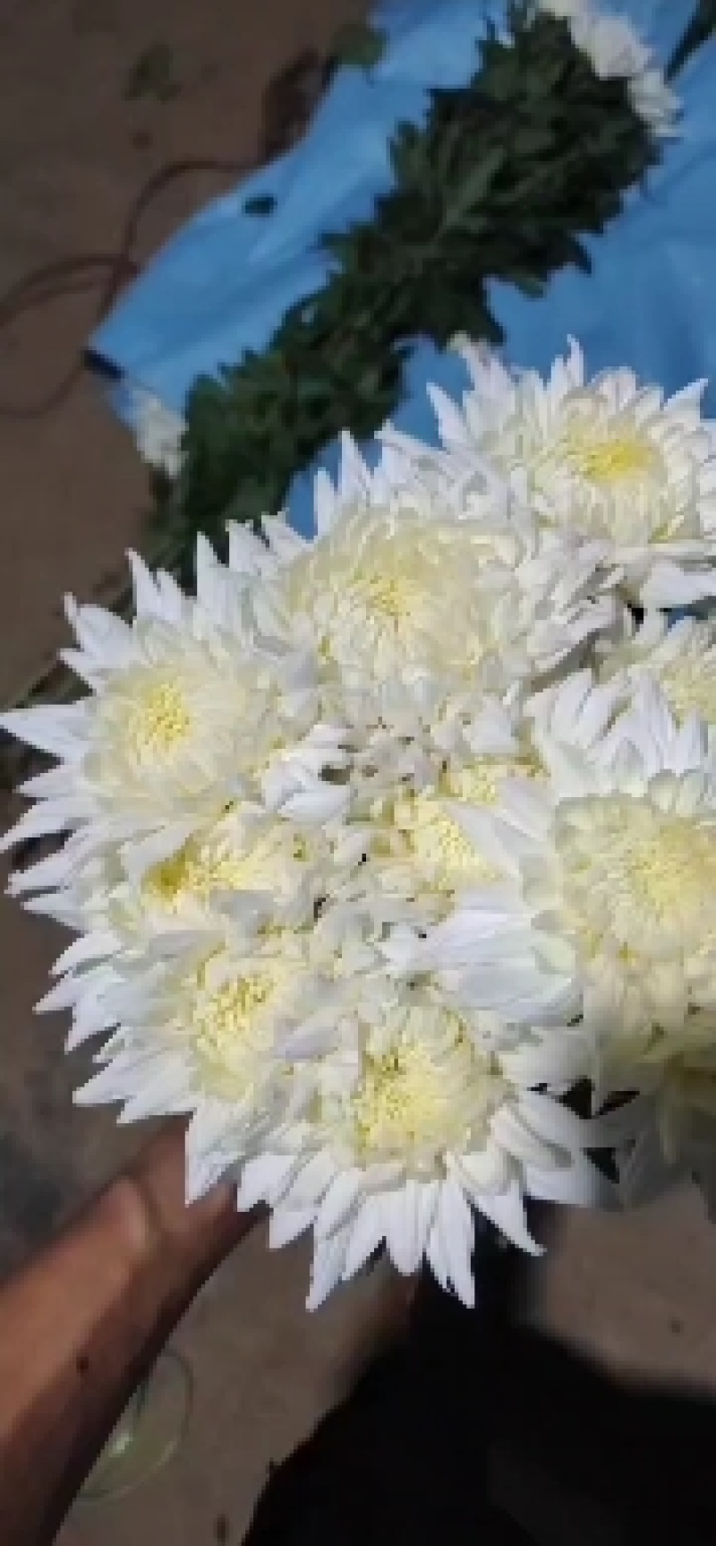 基地直售白菊花黄菊花鲜切菊常年有货基地直售