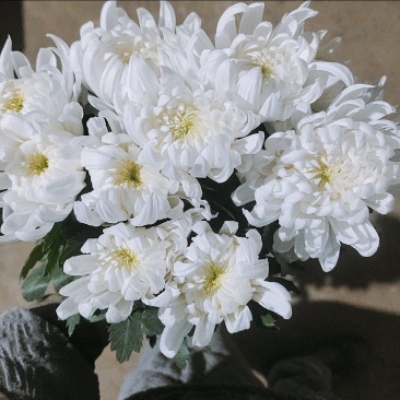 基地直售白菊花黄菊花鲜切菊常年有货基地直售