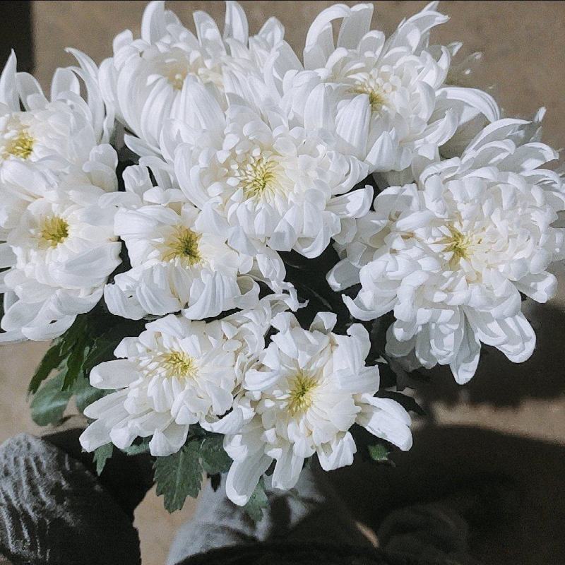 基地直售白菊花黄菊花鲜切菊常年有货基地直售