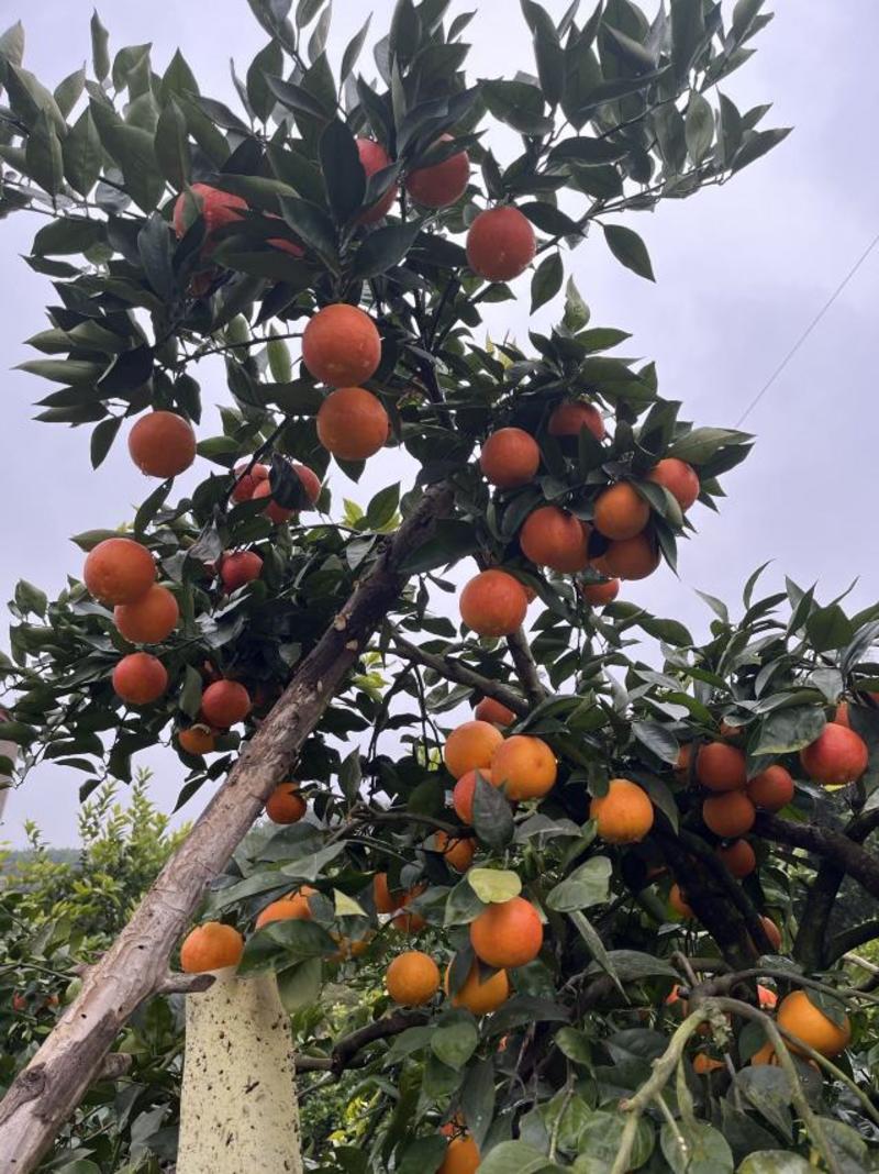 【特惠】塔罗科血橙产地直发一手货源可视频看货