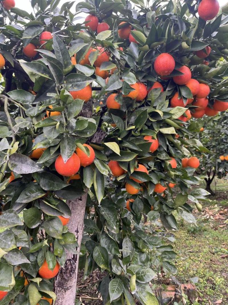 【特惠】塔罗科血橙产地直发一手货源可视频看货