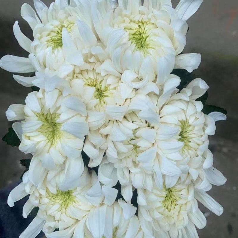 基地直售白菊花黄菊花鲜切菊常年有货基地直售