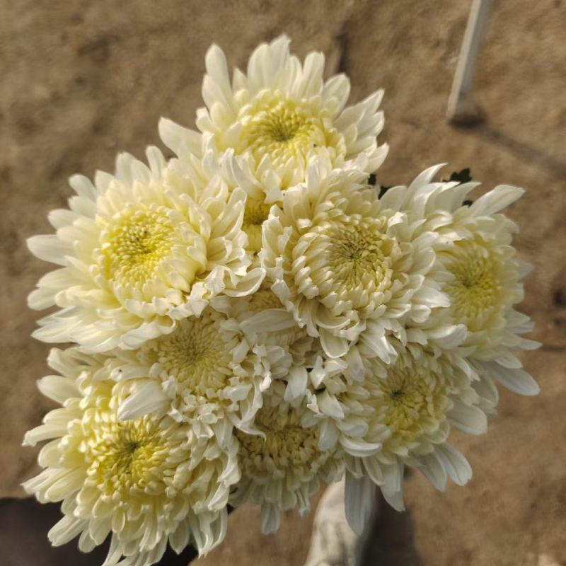 基地直售白菊花黄菊花鲜切菊常年有货基地直售