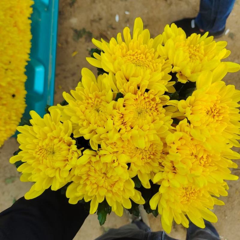 基地直售白菊花黄菊花鲜切菊常年有货基地直售