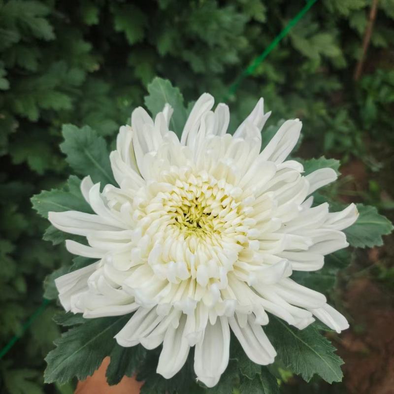 基地直售白菊花黄菊花鲜切菊常年有货基地直售