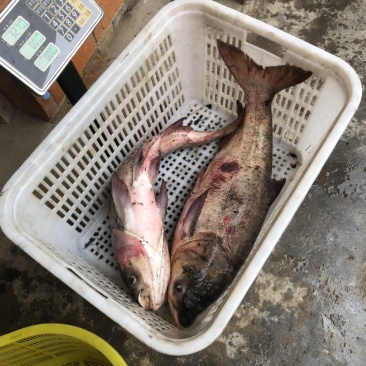 青鱼，胖头鱼，鲫鱼