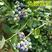 蓝莓苗优瑞卡兔眼薄雾奥尼尔南北种植现挖现发死苗补发