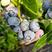 蓝莓苗优瑞卡兔眼薄雾奥尼尔南北种植现挖现发死苗补发