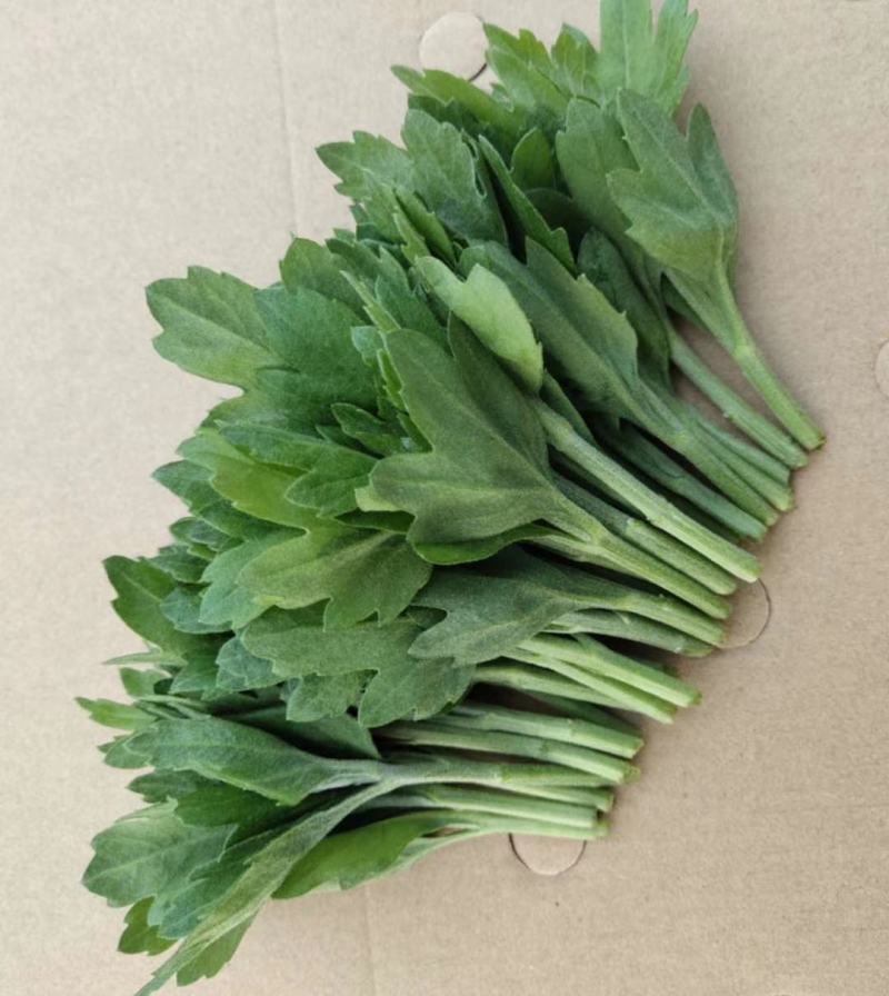 鲜切菊花苗黄菊花苗白菊花苗金善苗幽香苗白善苗