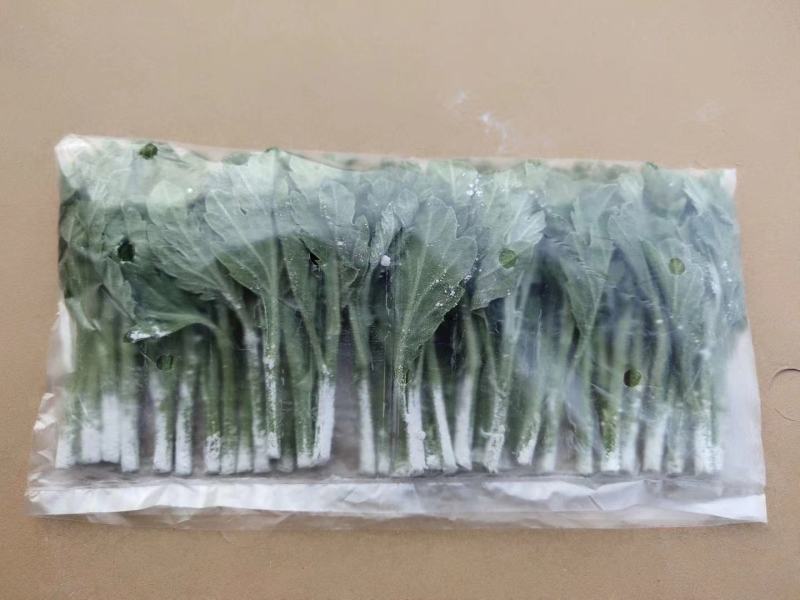 鲜切菊花苗黄菊花苗白菊花苗金善苗幽香苗白善苗