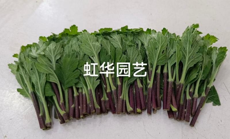 鲜切菊花苗黄菊花苗白菊花苗金善苗幽香苗白善苗
