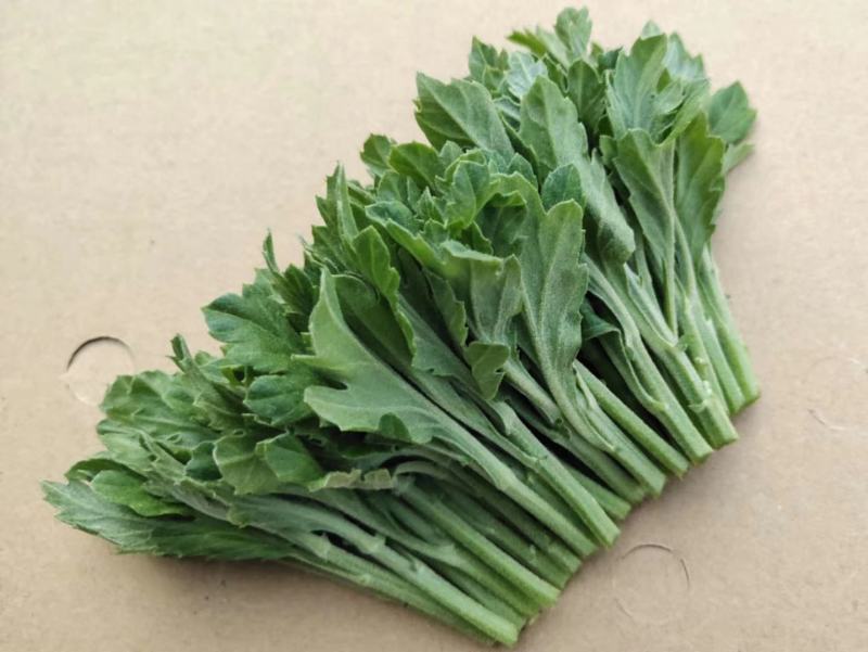 鲜切菊花苗黄菊花苗白菊花苗金善苗幽香苗白善苗