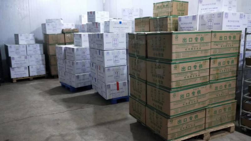 鲜切菊花苗黄菊花苗白菊花苗金善苗幽香苗白善苗