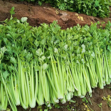 精品暖棚芹菜