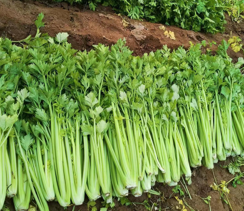 精品暖棚芹菜