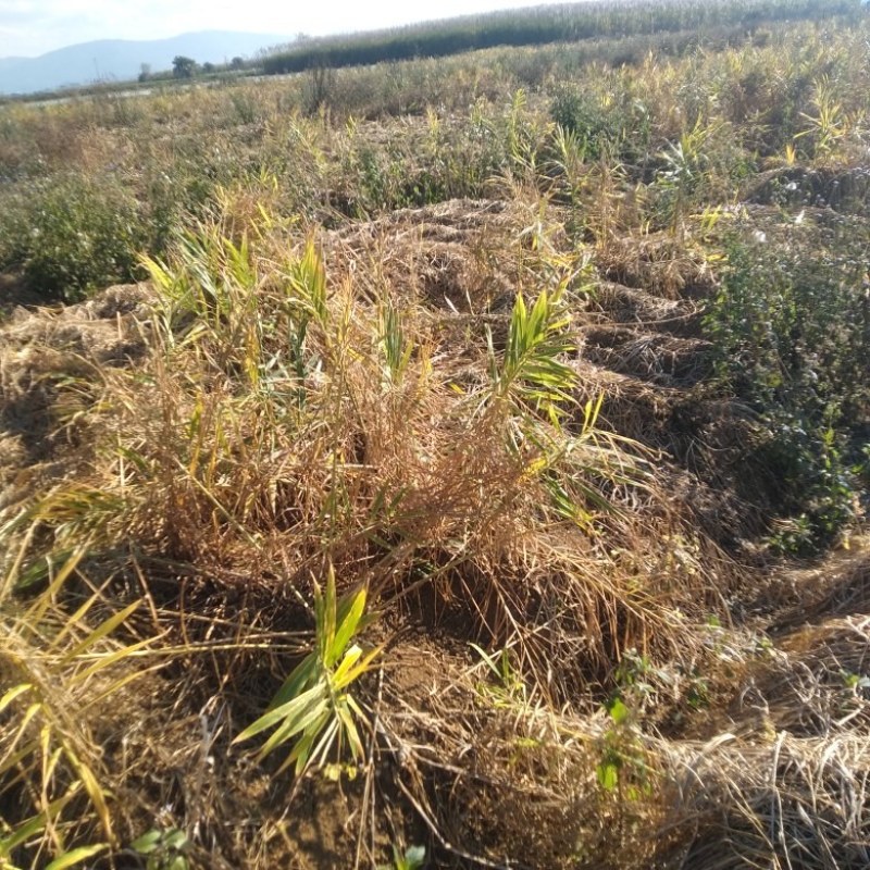 生姜联系我