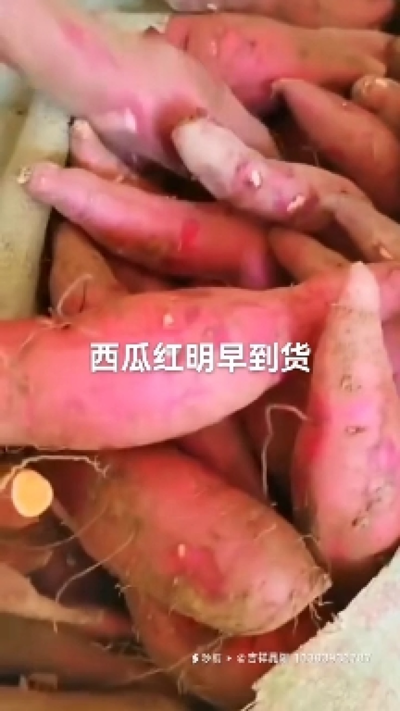 西瓜红供应中靓袋装，网袋装都可以安排