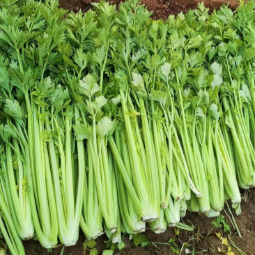 芹菜一毛
