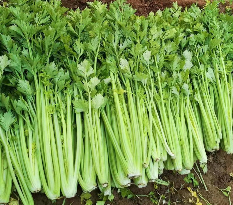 芹菜一毛