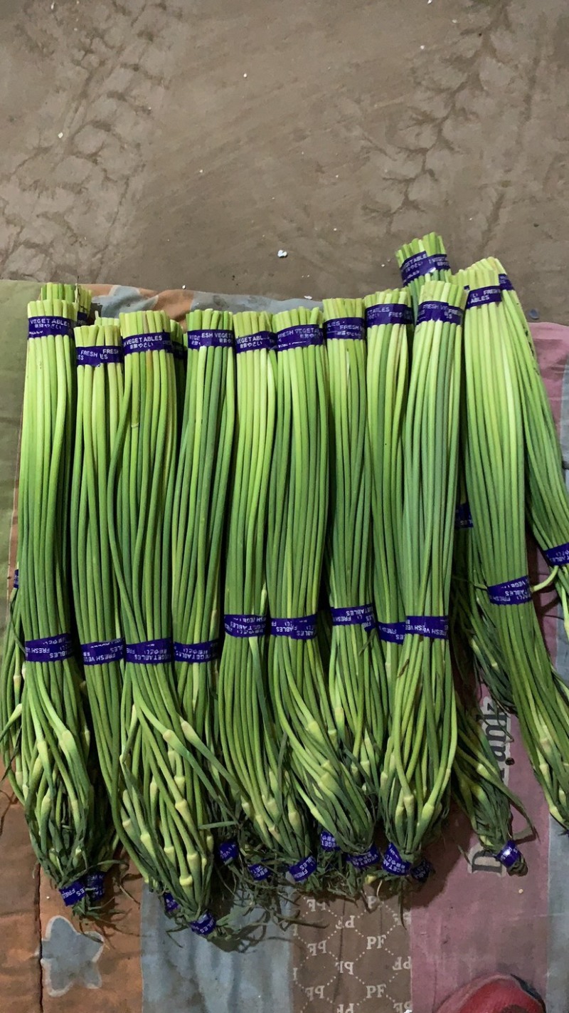 河北邯郸白帽蒜苔大量有货欢迎全国各地客商下单，支持各种