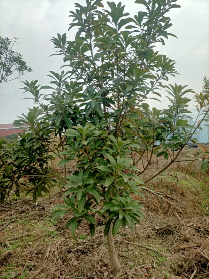 杨梅苗