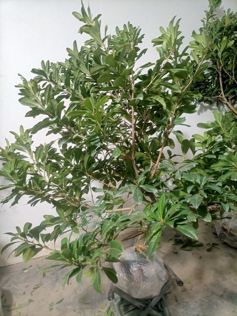杨梅苗