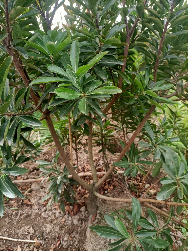 杨梅苗