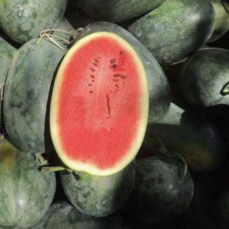 黑美人西瓜种子超甜礼品型西瓜种籽高糖14度水果种子早熟