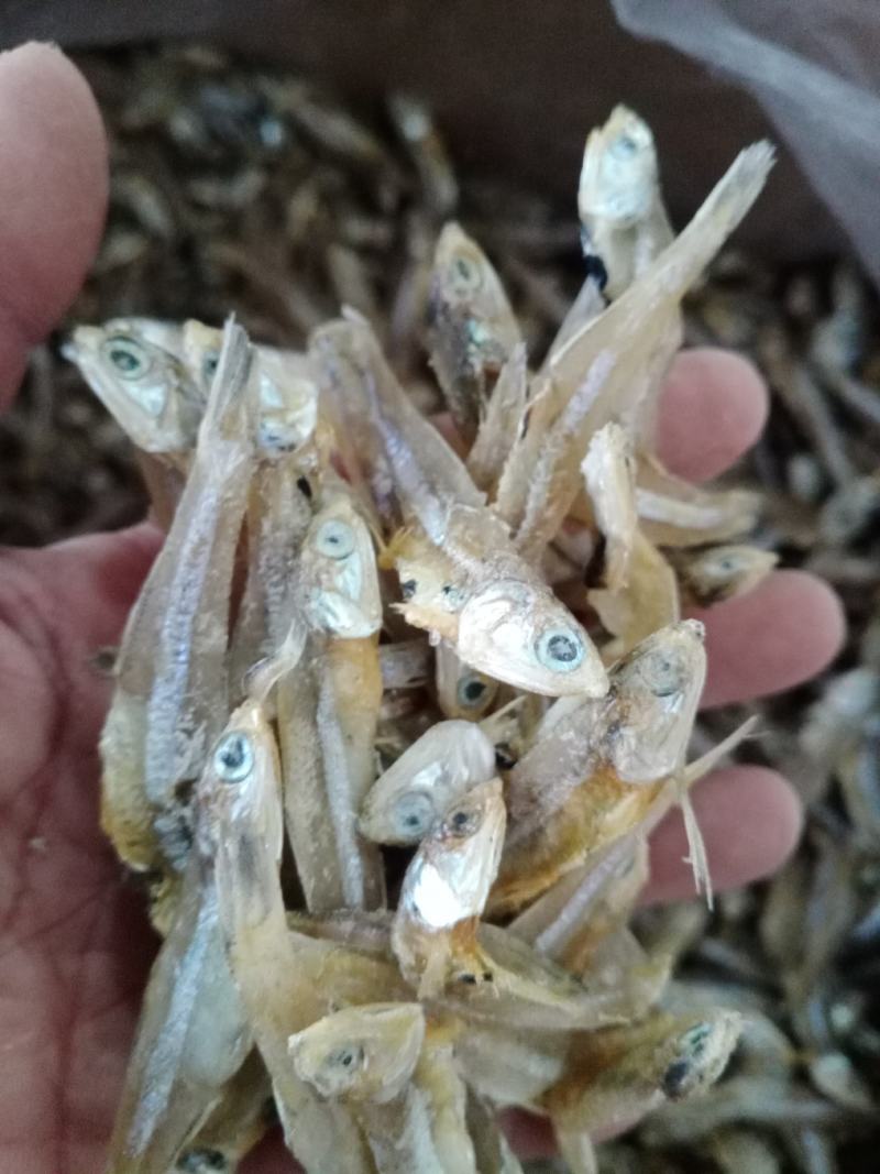北海淡晒公干鱼，白矾鱼干，银鱼干，小鱼干