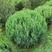 偃柏球常绿地被灌木雁柏球别墅小区绿化树苗量大从优