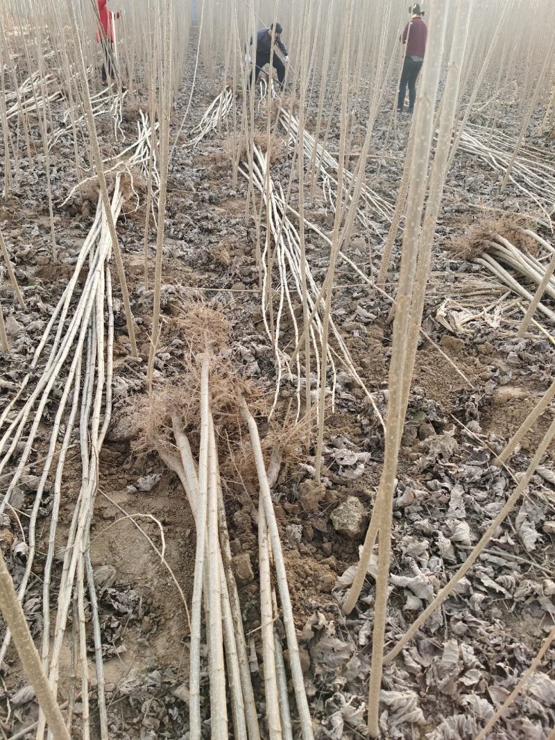 107速生杨树苗，无絮杨，现挖现发，五百亩杨树苗种植基地