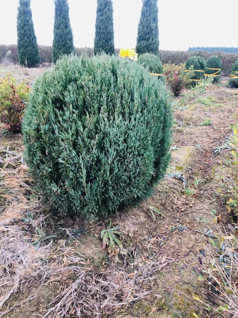 偃柏球常绿地被灌木雁柏球别墅小区绿化树苗量大从优